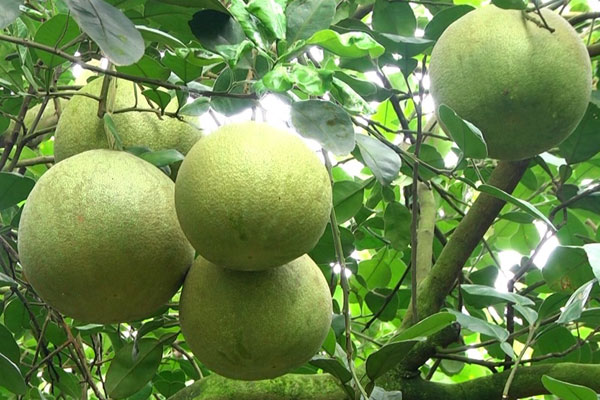 ของฝากและที่ระลึก